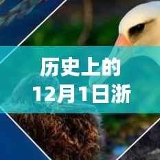 浙江卫视12月1日热门剧集探秘,心灵觉醒与启程之旅的启程