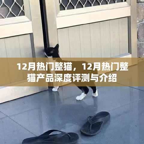 12月热门整猫产品深度评测与介绍,精选整猫用品一览