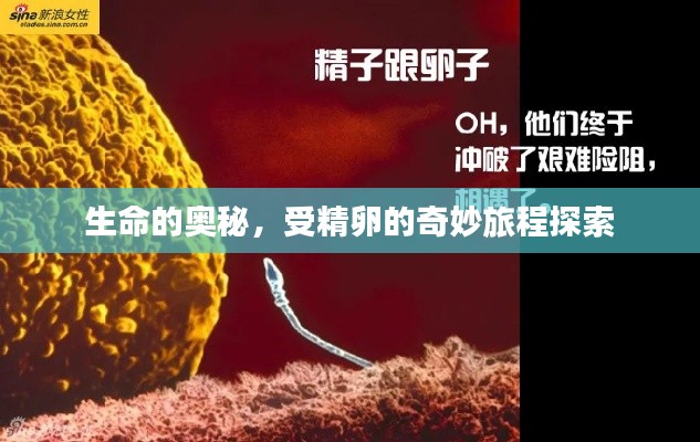 生命的奥秘，受精卵的奇妙旅程探索