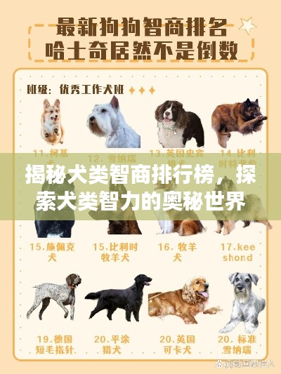 揭秘犬类智商排行榜,探索犬类智力的奥秘世界!