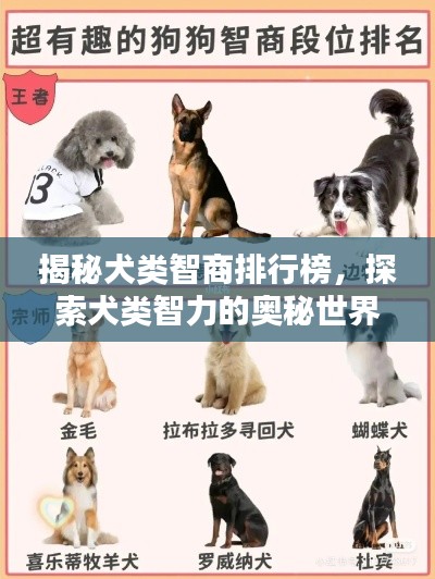 揭秘犬类智商排行榜,探索犬类智力的奥秘世界!