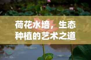 荷花水培,生态种植的艺术之道,荷花枝头不断生长