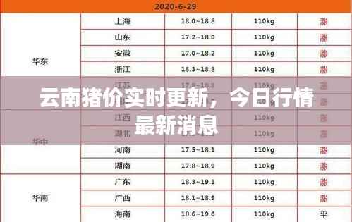 云南猪价实时更新,今日行情最新消息